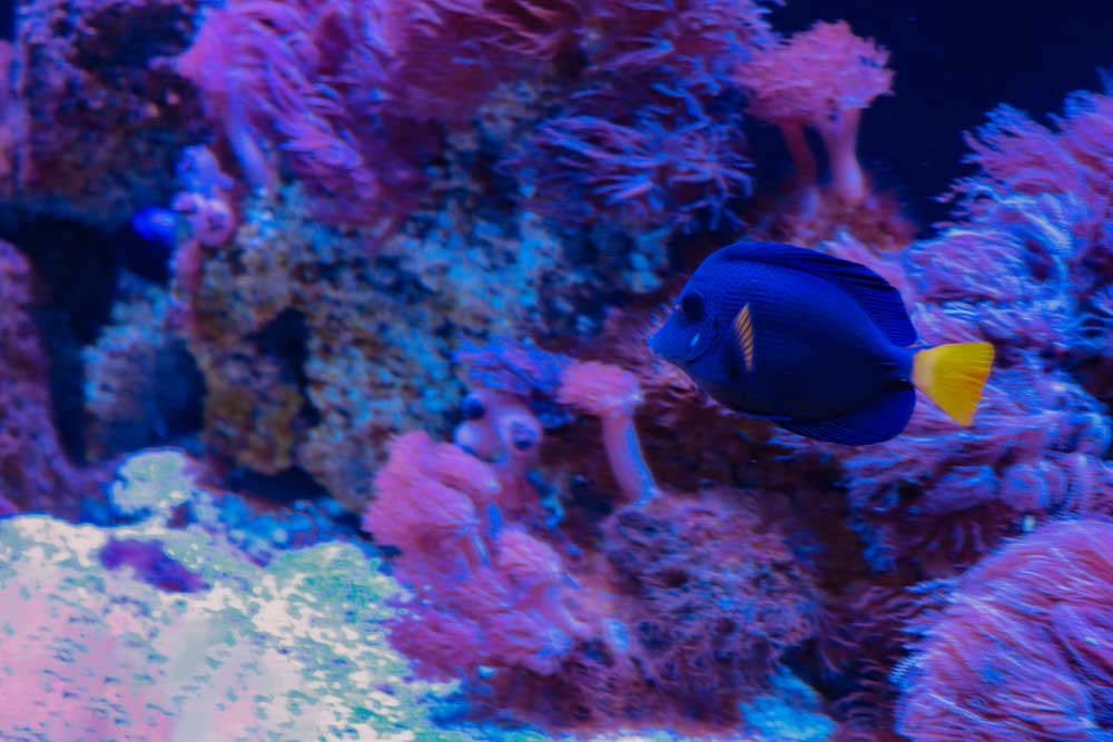 Coral Reef Fish