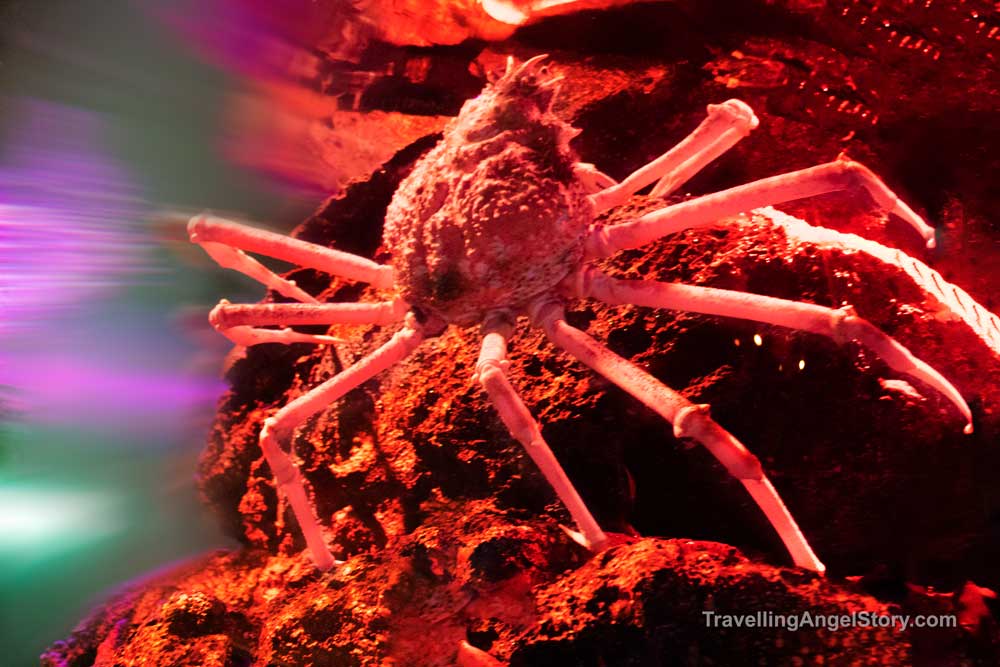 Giant Spider Crab