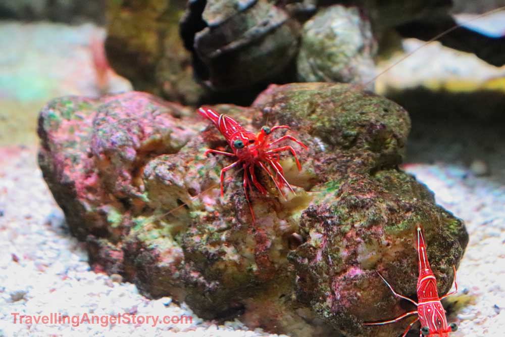 Shrimps
