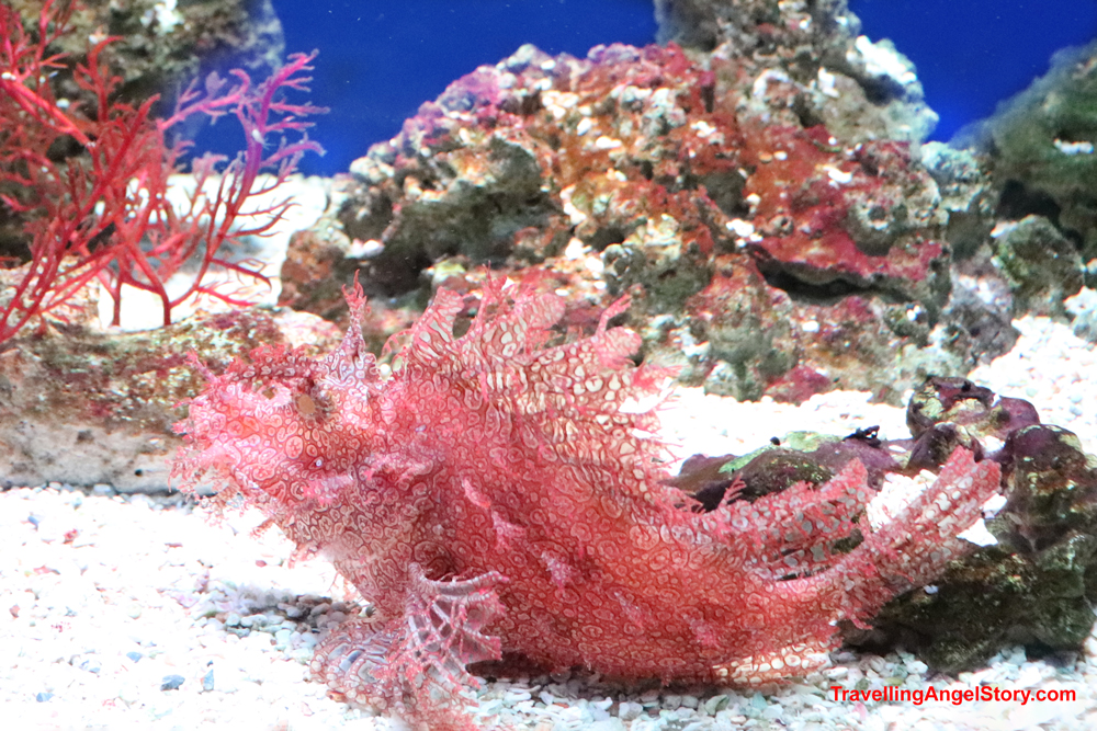 Lacy Scorpionfish