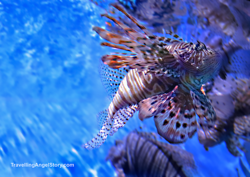 Lionfish