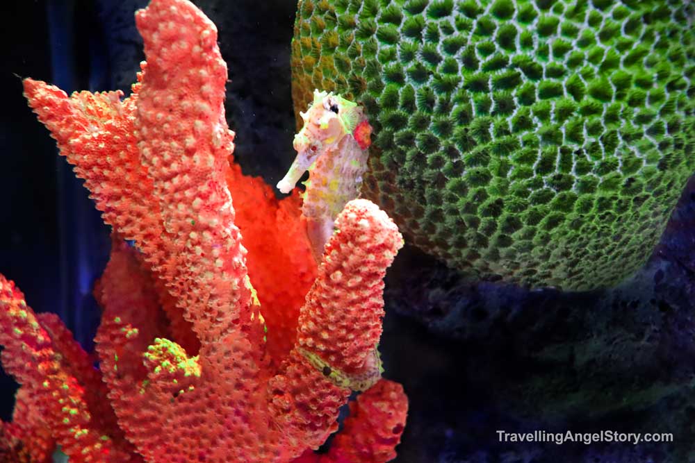 Seahorse hiding