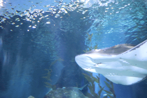 Shark Rays